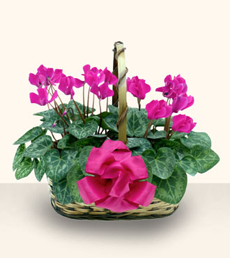  Ankara cicek , cicekci  Double Cyclamen sepette