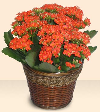  Ankara anneler gn iek yolla  Large Kalanchoe in Basket