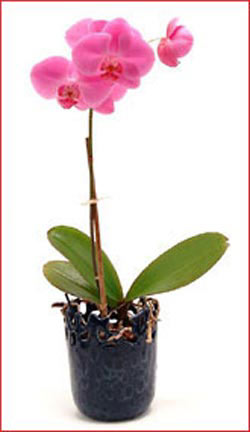  Ankara Shhiye iek maazas , ieki adresleri  Phalaenopsis Orchid Plant