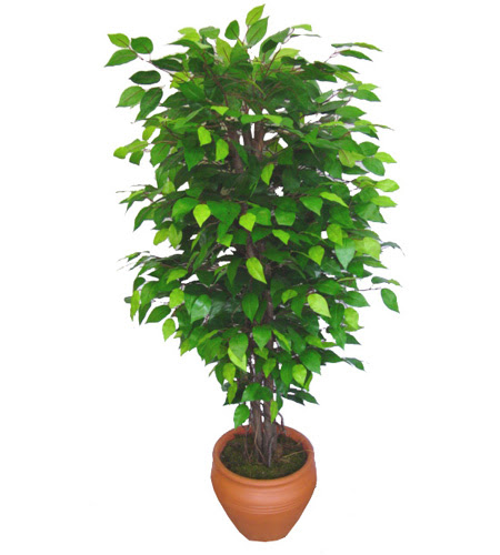 Ficus Benjamin 1,50 cm   Ankara iek servisi , ieki adresleri 