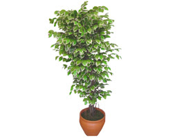 Ficus zel Starlight 1,75 cm   Ankara cicek , cicekci 