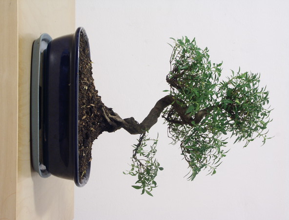 ithal bonsai saksi iegi  Ankara kavakldere iek siparii vermek 