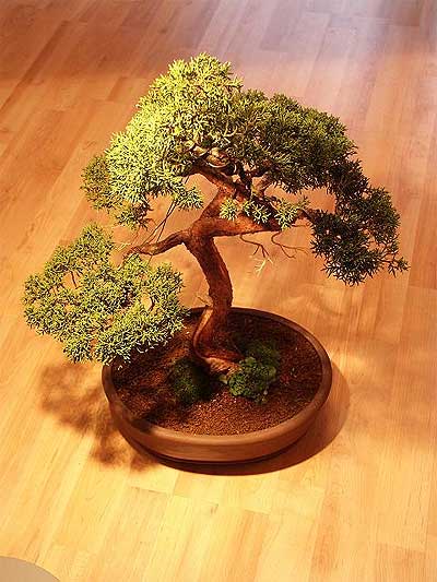 ithal bonsai saksi iegi  Ankara Shhiye iek maazas , ieki adresleri 