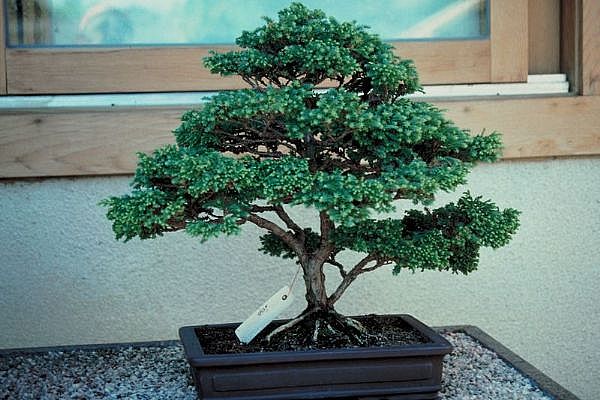 ithal bonsai saksi iegi  Ankara Shhiye 14 ubat sevgililer gn iek 