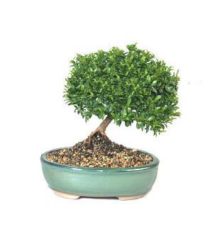 ithal bonsai saksi iegi  Ankara uluslararas iek gnderme 