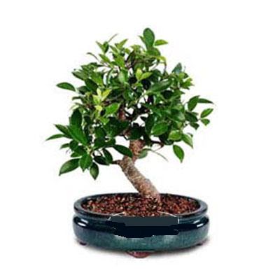 ithal bonsai saksi iegi  Ankara keklikpnar iek siparii sitesi 