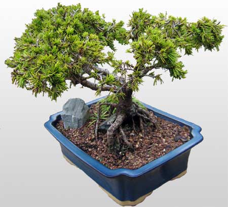 ithal bonsai saksi iegi  Ankara ieki maazas 