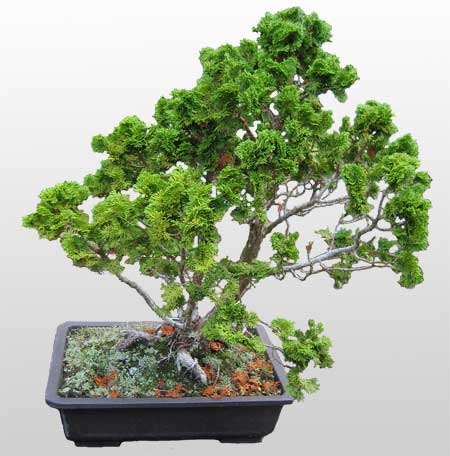 ithal bonsai saksi iegi  Ankara iek gnderme sitemiz gvenlidir 