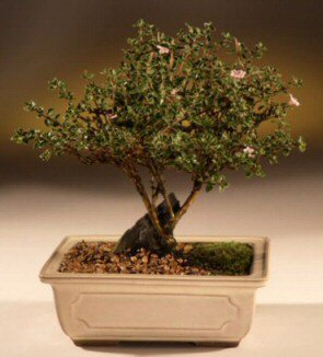 ithal bonsai saksi iegi  Ankara Shhiye iek maazas , ieki adresleri 