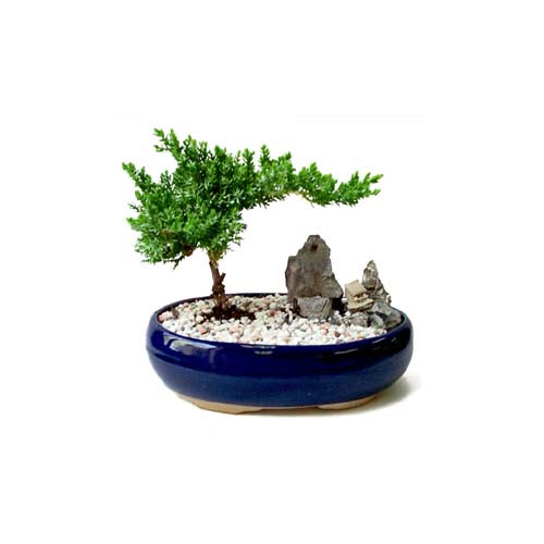 ithal bonsai saksi iegi  Ankara iek sat 