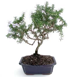 ithal bonsai saksi iegi  Ankara kkesat iek , ieki , iekilik 