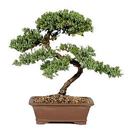 ithal bonsai saksi iegi  Ankara iek gnderme 