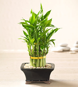 Lucky Bamboo saksi iegi  Ankara kzlay iekiler 