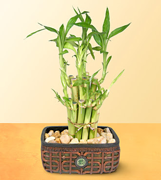 Lucky Bamboo  saksi iegi  Ankara internetten iek siparii 