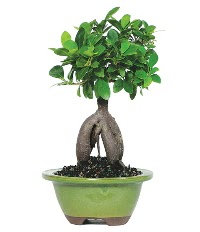 Bonsai saks iei  Ankara keklikpnar iek siparii sitesi 