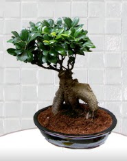 saks iei japon aac bonsai  Ankara cebeci gvenli kaliteli hzl iek 