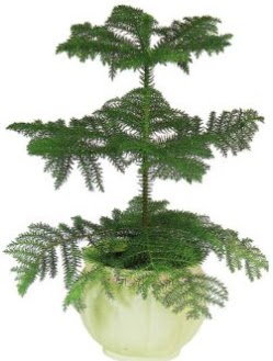 Araucaria Heterophylla i mekan saks  Ankara Shhiye iek maazas , ieki adresleri 