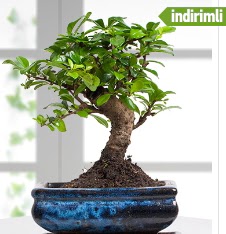 Bonsai japon aac  Ankara ucuz iek gnder 