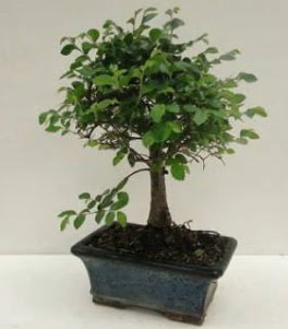 Bonsai saks bitkisi japon aac  Ankara iek servisi , ieki adresleri 