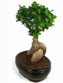 Bonsai saks bitkisi japon aac  Ankara keklikpnar iek siparii sitesi 