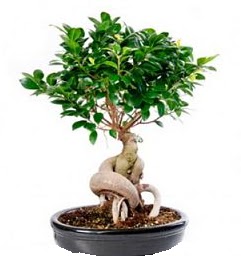 Bonsai Japon aac saks bitkisi  Ankara Shhiye 14 ubat sevgililer gn iek 