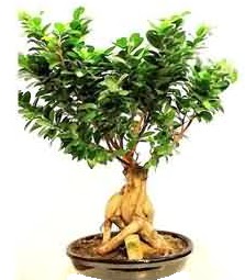 Bonsai Japon aac saks bitkisi  Ankara keklikpnar iek siparii sitesi 