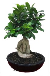 Japon aac bonsai saks bitkisi  Ankara Shhiye nternetten iek siparii 