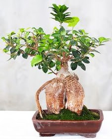 Japon aac bonsai saks bitkisi  Ankara Shhiye nternetten iek siparii 