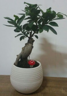 Bonsai japon aac saks iei  Ankara iek gnderme 