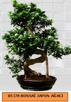 85 CM Japon aac Bonsai saks bitkisi  Ankara Shhiye nternetten iek siparii 