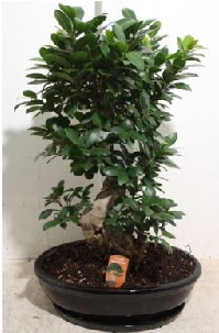 75 CM Ginseng bonsai Japon aac  Ankara balgat iek yolla 