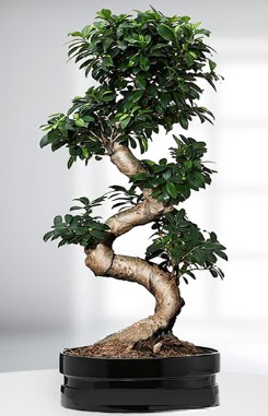 90 CM Japon Aac Bonsai saks iei  Ankara kaliteli taze ve ucuz iekler 