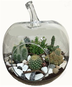 Terrarium tanzim elma camda 5 kakts  Ankara keklikpnar iek siparii sitesi 