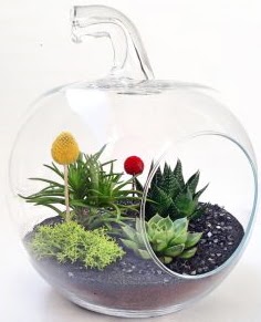 Elma Terrarium orta boy 5 kakts  Ankara kzlay iekiler 