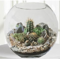 Cam fanus Terrarium 5 kakts  Ankara Shhiye iek maazas , ieki adresleri 