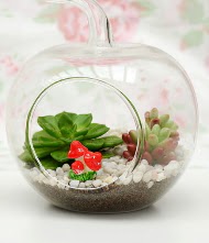 Kk elma terrarium 3 kakts  Ankara internetten iek siparii 