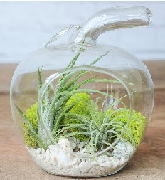 Elma terrarium kk boy 2 kakts  Ankara Shhiye online iek gnderme sipari 