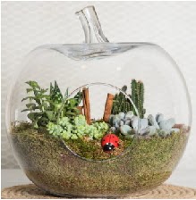 Elma terrarium orta boy 4 kakts  Ankara keklikpnar iek siparii sitesi 