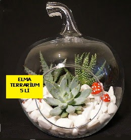 5 kaktsl Elma terrarium orta boy  Ankara internetten iek siparii 