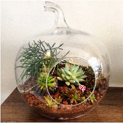 Orta boy elma terrarium 3 kaktsl  Ankara kzlay iekiler 