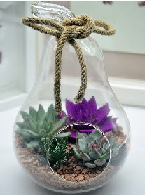 Orta boy armut 3 kakts terrarium  Ankara kzlay iekiler 