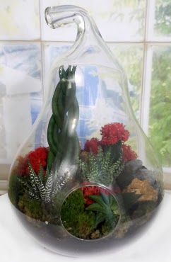 5 adet kakts orta boy armut terrarium  Ankara keklikpnar iek siparii sitesi 