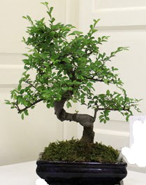 Bonsai saks iei  Ankara Shhiye 14 ubat sevgililer gn iek 