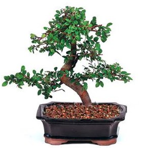 thal bonsai japon aac  Ankara keklikpnar iek siparii sitesi 