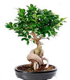 Bonsai japon aac seramik iinde  Ankara internetten iek sat 