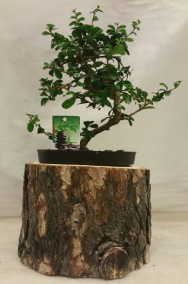 Doal ktk iinde bonsai japon aac  Ankara iek gnderme sitemiz gvenlidir 