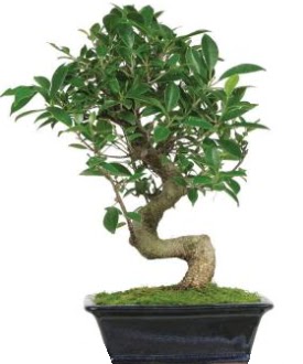 Bonsai saks bitkisi japon aac  Ankara kavakldere iek siparii vermek 