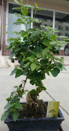 Bonsai japon aac saks bitkisi  Ankara kavakldere iek siparii vermek 