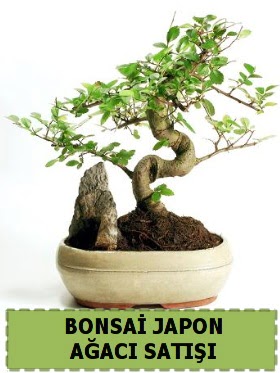 Bonsai japon  aac sat Minyatr thal  Ankara Shhiye online iek gnderme sipari 