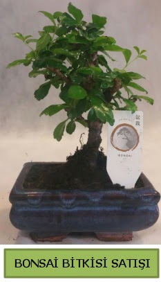 Bonsai ithal grsel minyatr japon aac  Ankara Shhiye nternetten iek siparii 